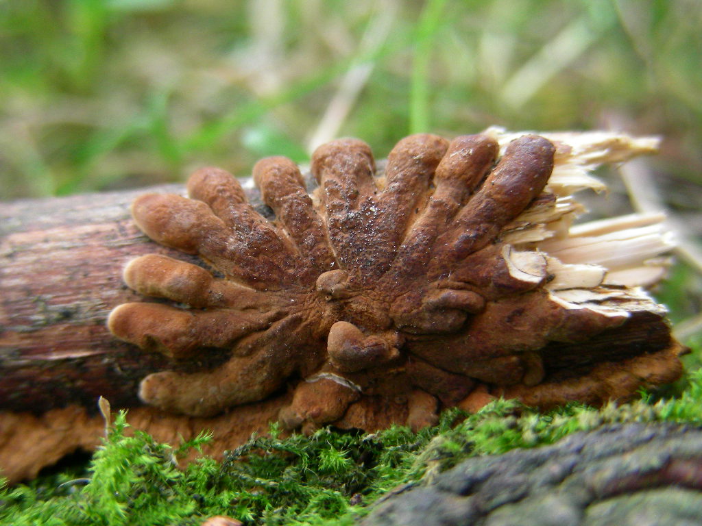 Hypocreopsis lichenoides